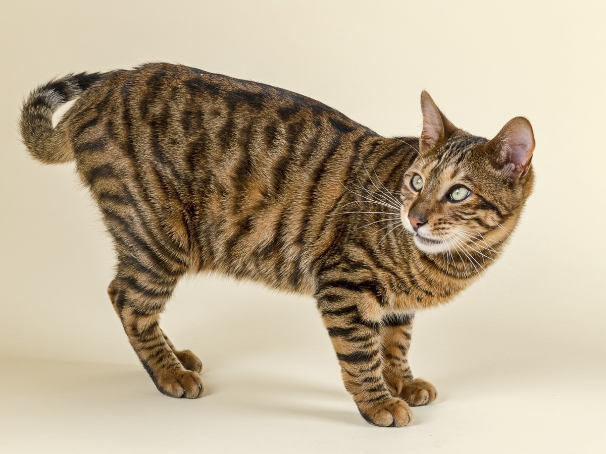 Toyger v celé postavě